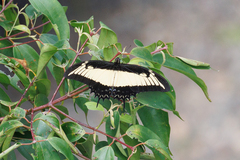 Heraclides androgeus