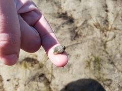 Bulla occidentalis