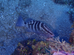 Epinephelus striatus