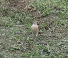 Furnarius leucopus cinnamomeus