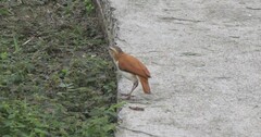 Furnarius leucopus cinnamomeus