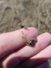 Bulla occidentalis