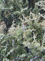 Condalia ericoides