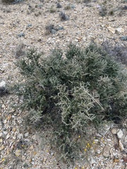 Condalia ericoides