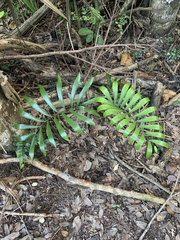 Zamia erosa