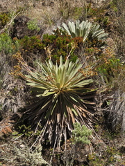 Espeletia rabanalensis
