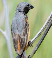 Sporophila ruficollis