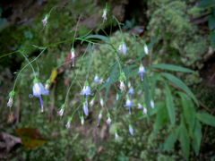 Campanula divaricata