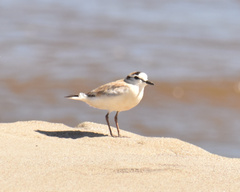 Charadrius marginatus