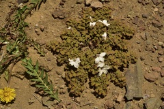Jaborosa volkmannii