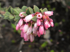 Vaccinium floribundum