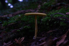 Amanita similis