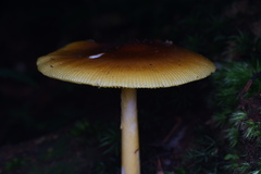 Amanita similis