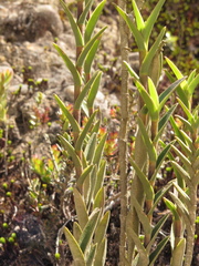 Epidendrum chioneum