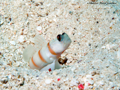 Amblyeleotris sungami