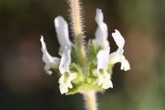 Lamiaceae
