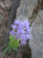 Conoclinium coelestinum