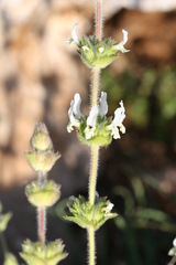Lamiaceae