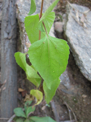 Conoclinium coelestinum