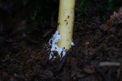 Amanita similis