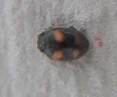 Nephus quadrimaculatus