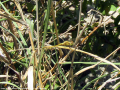 Erythrodiplax nigricans
