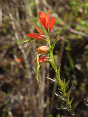 Castilleja integrifolia