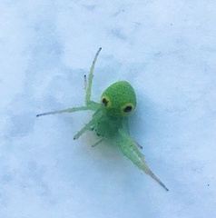 Araneus circulissparsus