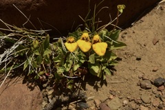 Calceolaria polyrhiza