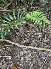 Zamia erosa