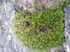 Celmisia brevifolia