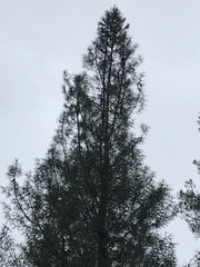 Pinus attenuata