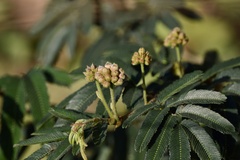 Calliandra tweediei