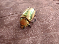 Pelidnota testaceovirens