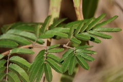Calliandra tweediei