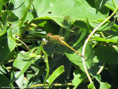 Erythrodiplax nigricans