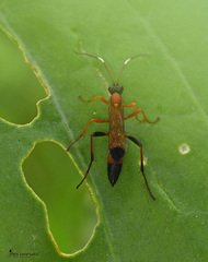 Ctenochares bicolorus
