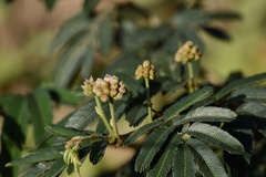 Calliandra tweediei