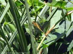 Erythrodiplax nigricans