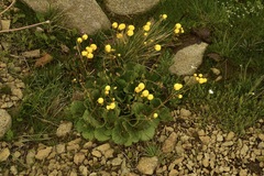 Calceolaria filicaulis