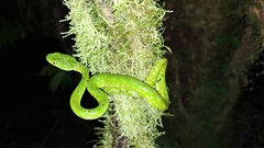 Bothriechis thalassinus