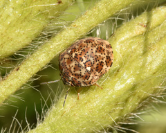 Sphaerocoris testudogrisea