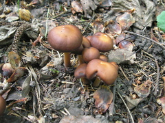 Gymnopus ocior