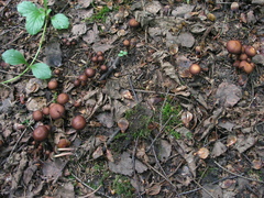 Gymnopus ocior
