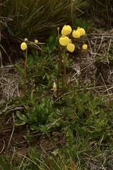 Calceolaria filicaulis