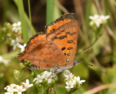 Chrysoritis natalensis