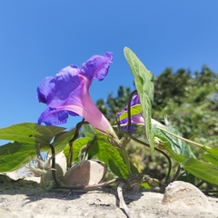 Ipomoea indica