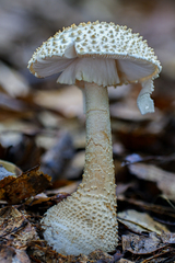 Amanita hongoi