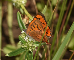 Chrysoritis natalensis