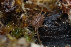 Homalenotus quadridentatus